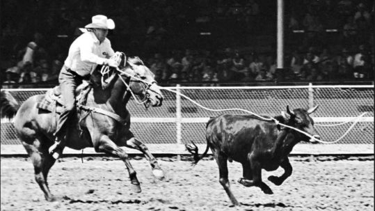 a man on a horse steer roping a calf at a competition