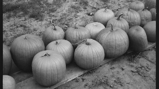 A black and white photo of several large pumpkins lined up together on the ground