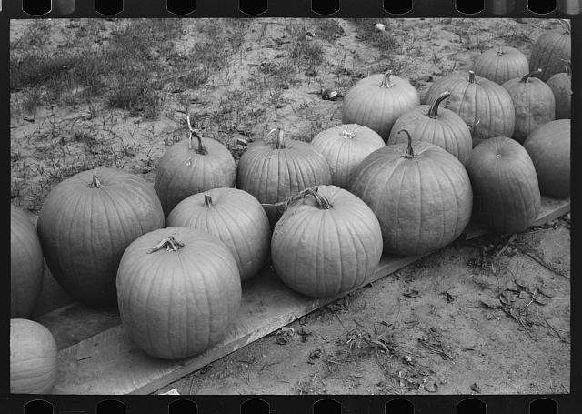 A black and white photo of several large pumpkins lined up together on the ground